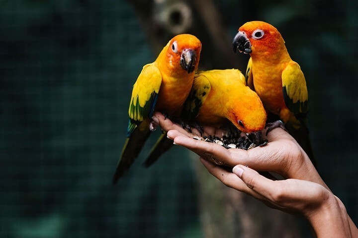 Птицы как домашние питомцы выбор и уход
