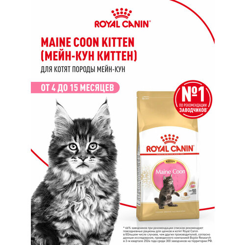 Сухой корм Royal Canin Maine Coon Kitten (Мейн Кун Киттен) для котят породы Мэйн Кун от 4 до 15 месяцев